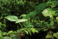 Una porcin importante de la diversidad vegetal del Choc Biogeogrfico est representada por las plantas epfitas.