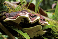 Una porcin importante de la diversidad vegetal del Choc Biogeogrfico est representada por las plantas epfitas.