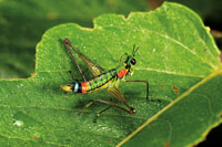 Alrededor del 40% de las especies de aves del Choc Biogeogrfico se alimenta de insectos, lo que refleja la enorme diversidad de la entomofauna.