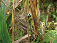 Alrededor del 40% de las especies de aves del Choc Biogeogrfico se alimenta de insectos, lo que refleja la enorme diversidad de la entomofauna.