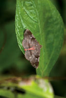 Alrededor del 40% de las especies de aves del Choc Biogeogrfico se alimenta de insectos, lo que refleja la enorme diversidad de la entomofauna.