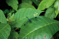 Alrededor del 40% de las especies de aves del Choc Biogeogrfico se alimenta de insectos, lo que refleja la enorme diversidad de la entomofauna.