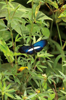 Alrededor del 40% de las especies de aves del Choc Biogeogrfico se alimenta de insectos, lo que refleja la enorme diversidad de la entomofauna.