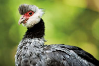 La chavarra, Chauna chavaria, es un ave amenazada que habita en los humedales y las planicies inundadas del bajo ro Atrato.