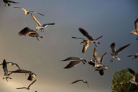 La diversidad de aves se distribuye en ecosistemas especficos que se extienden desde la costa hasta la cordillera.