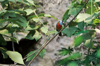 La diversidad de aves se distribuye en ecosistemas especficos que se extienden desde la costa hasta la cordillera.