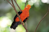 La diversidad de aves se distribuye en ecosistemas especficos que se extienden desde la costa hasta la cordillera.