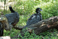 La diversidad de aves se distribuye en ecosistemas especficos que se extienden desde la costa hasta la cordillera.