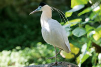 La diversidad de aves se distribuye en ecosistemas especficos que se extienden desde la costa hasta la cordillera.