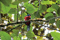 El trogn, Trogon personatus,? habita los bosques nublados de la regin andina.