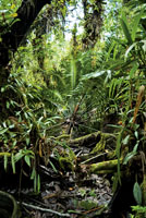 La chigua, Zamia roezli, semejante a una palma, es propia de los suelos pantanosos de manglares en el delta del ro San Juan.