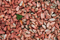 Las semillas de la chigua contienen sustancias txicas que deben eliminarse antes de su consumo.
