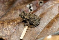 El Choc Biogeogrfico es una de las regiones con mayor diversidad de especies de ranas del mundo.