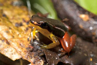 El Choc Biogeogrfico es una de las regiones con mayor diversidad de especies de ranas del mundo. 