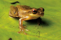 El Choc Biogeogrfico es una de las regiones con mayor diversidad de especies de ranas del mundo.