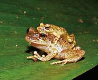 El Choc Biogeogrfico es una de las regiones con mayor diversidad de especies de ranas del mundo.