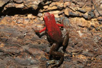 El Choc Biogeogrfico es una de las regiones con mayor diversidad de especies de ranas del mundo.