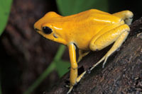 La rana kokoi dorada, Phyllobates terribilis, endmica de las selvas hmedas de la parte sur del Choc Biogeogrfico, es considerada el animal ms venenoso en el mundo.