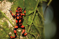 La coloracin de la rana kokoi, Dendrobates histrionicus, vara segn el rea del Choc Biogeogrfico donde vive.