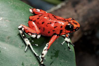 La coloracin de la rana kokoi, Dendrobates histrionicus, vara segn el rea del Choc Biogeogrfico donde vive.