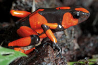 Rana kokoi en el sotobosque de la selva en la serrana del Baud.
