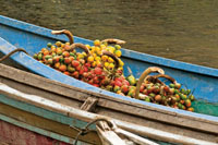 La cosecha de chontaduro dinamiza la economa regional.