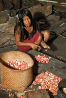 Indgena Waunana pelando semillas de chigua.