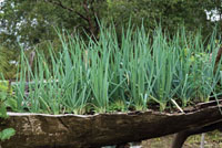 La canoa desempea diversas funciones en la vida de las comunidades negras. Zoteas o huertas caseras.