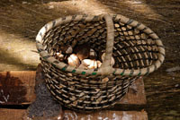 Cesto para colectar pianguas.