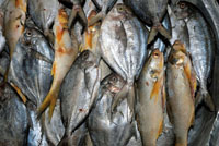 Producto de una faena de pesca.