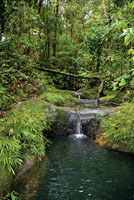 El agua, el aire, el paisaje y el reciclaje de nutrientes son algunos de los servicios ecosistémicos que proporciona la biodiversidad para el bienestar humano. 