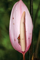 La riqueza de la biodiversidad del Chocó Biogeográfico se manifiesta en recursos alimenticios, fibras y otros materiales con los que se elaboran objetos de gran valor estético.