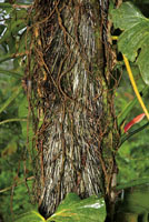 La riqueza de la biodiversidad del Chocó Biogeográfico se manifiesta en recursos alimenticios, fibras y otros materiales con los que se elaboran objetos de gran valor estético.