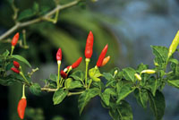 La riqueza de la biodiversidad del Chocó Biogeográfico se manifiesta en recursos alimenticios, fibras y otros materiales con los que se elaboran objetos de gran valor estético.