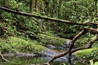 La inmensa disponibilidad de agua permite el desarrollo de una exuberante vegetacin en las selvas de las tierras bajas del Choc Biogeogrfico.