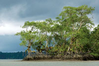 Como consecuencia del cambio climático global, el nivel del mar está experimentando un ascenso que causará el retroceso de la línea de costa y de los manglares.