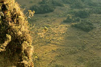 El calentamiento de la atmósfera va a causar la reducción de las áreas de páramo.