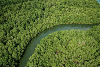 En las áreas protegidas aún se mantienen algunos de los ecosistemas representativos del Chocó Biogeográfico.
