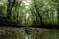 La conservación de la cobertura boscosa permite controlar la concentración de gases que producen el efecto invernadero y mitigar los efectos del cambio climático.