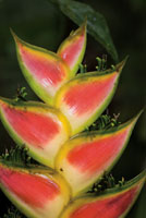 Las plantas ornamentales y medicinales son recursos que pueden aprovecharse de manera sostenible.  