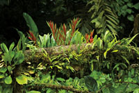 La diversidad de plantas en los bosques del Choc Biogeogrfico es una de las ms grandes del mundo.