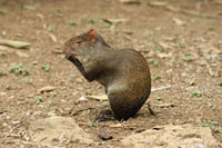 El eque, Dasyprocta punctata, es un elemento de la fauna que arrib a Suramrica a travs del istmo centroamericano.