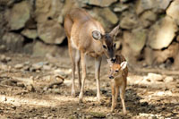 El venado coliblanco, Odocoileus virginianus, es un elemento de la fauna que arrib a Suramrica a travs del istmo centroamericano.