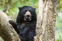 El oso de anteojos, Tremarctos ornatos, es un elemento de la fauna que arrib a Suramrica a travs del istmo centroamericano.