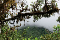 Bosque de niebla de la vertiente del Pacífico de la cordillera Occidental.