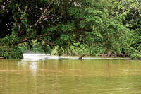 Al llegar a la planicie costera, los ros se ensanchan y su corriente disminuye.