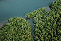 Costa baja bordeada por manglares al sur de Buenaventura.
