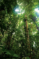 En las selvas hmedas del Choc Biogeogrfico se encuentra la mayor cantidad de especies de plantas leosas en el mundo por unidad de rea.