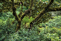 Los bosques andinos son ricos en plantas epfitas.