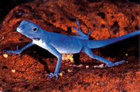 El lagarto azul, Anolis gorgonae, es una especie endmica y emblemtica de la Isla Gorgona.
